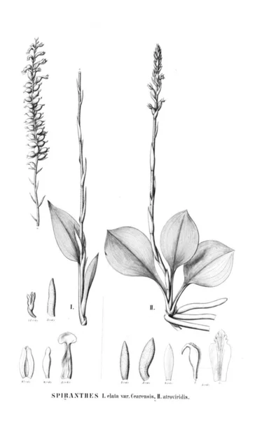 식물의 그림입니다 레트로 — 스톡 사진
