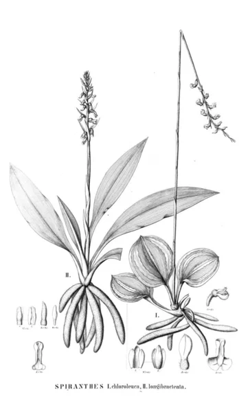 Εικονογράφηση Του Φυτού Ρετρό Εικόνα — Φωτογραφία Αρχείου
