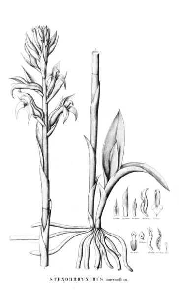 植物的例证 复古图片 — 图库照片