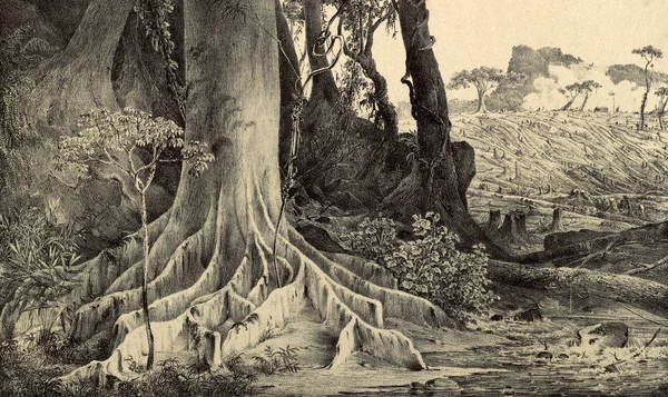 Naturaleza América Del Sur Antigua Imagen — Foto de Stock