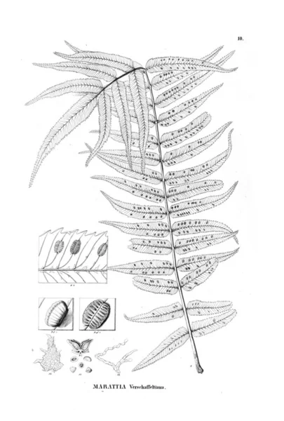 Illustrazione Felce Vecchia Immagine — Foto Stock