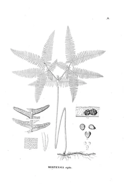 Иллюстрация Папоротника Старое Изображение — стоковое фото