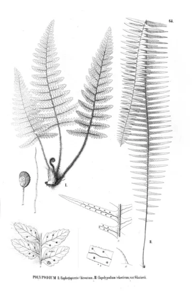 Fern Illustration Eski Resim — Stok fotoğraf