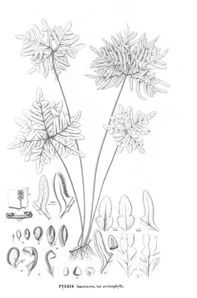 Fern Illustration Eski Resim — Stok fotoğraf