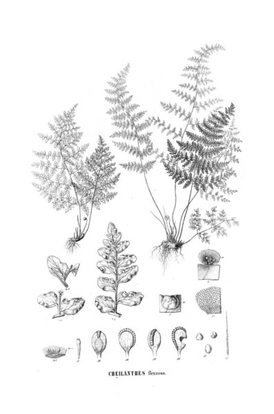 Illustration of fern. Old image