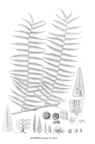 Fern Illustration Eski Resim — Stok fotoğraf