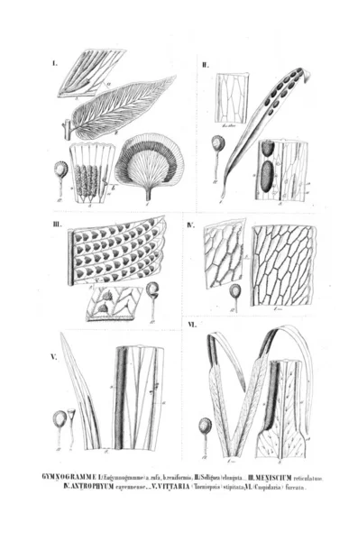 Illustration Ormbunke Gamla Bilden — Stockfoto