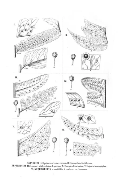 Illustration Von Farn Altes Bild — Stockfoto