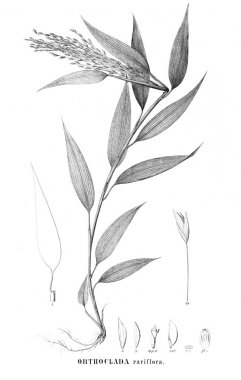 Bitki çizimi. Eski resim