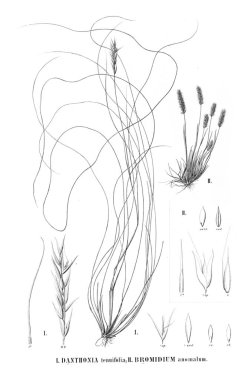 Bitki çizimi. Eski resim