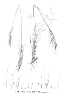 Bitki çizimi. Eski resim