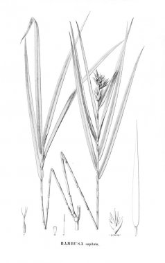 Bitki çizimi. Eski resim