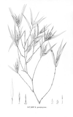 Bitki çizimi. Eski resim