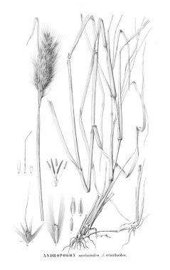 Bitki çizimi. Eski resim