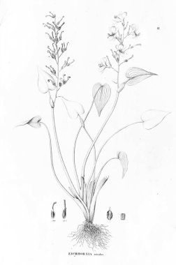 Bitki çizimi. Eski resim