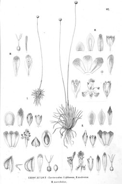 Bitki çizimi. Eski resim