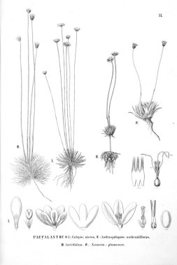 Bitki çizimi. Eski resim