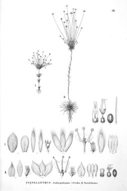 Bitki çizimi. Eski resim