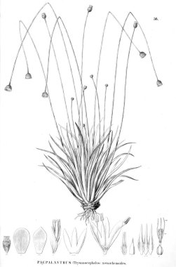 Bitki çizimi. Eski resim