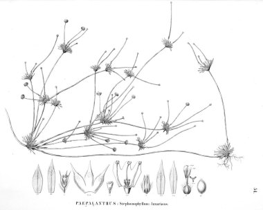Bitki çizimi. Eski resim