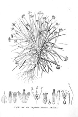 Bitki çizimi. Eski resim