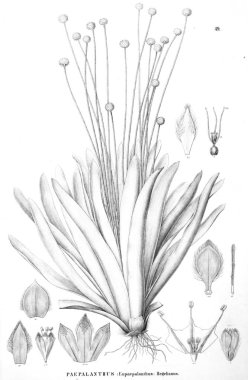 Bitki çizimi. Eski resim