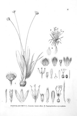 Bitki çizimi. Eski resim