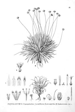 Bitki çizimi. Eski resim