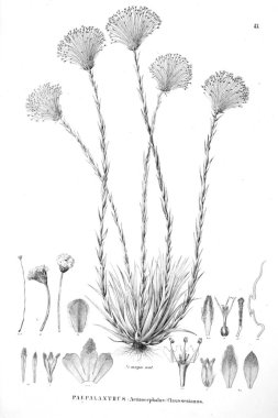 Bitki çizimi. Eski resim