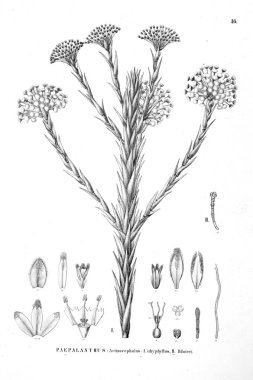 Bitki çizimi. Eski resim