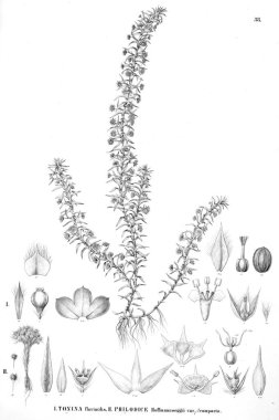 Bitki çizimi. Eski resim