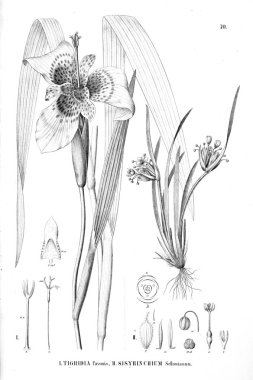 Bitki çizimi. Eski resim