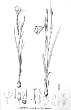 Bitki çizimi. Eski resim