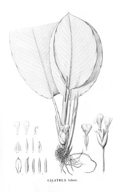 Bitki çizimi. Eski resim