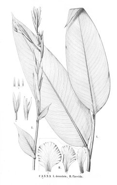 Bitki çizimi. Eski resim