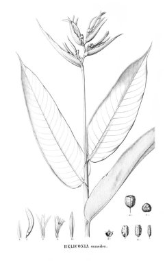 Bitki çizimi. Eski resim