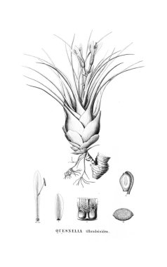 Bitki çizimi. Eski resim