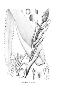 Bitki çizimi. Eski resim