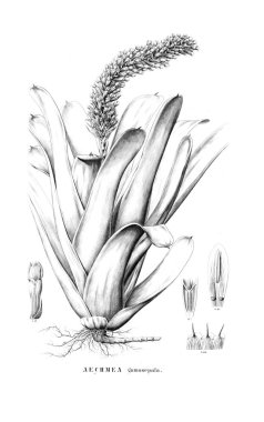 Bitki çizimi. Eski resim