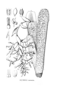 Bitki çizimi. Eski resim