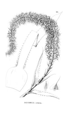 Bitki çizimi. Eski resim