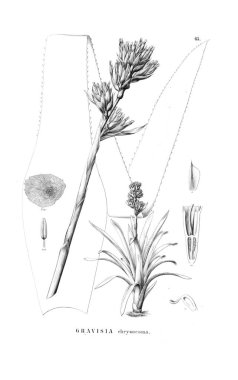 Bitki çizimi. Eski resim