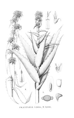 Bitki çizimi. Eski resim