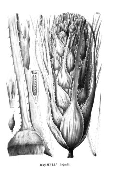 Bitki çizimi. Eski resim