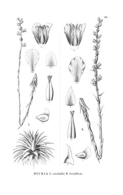 Bitki çizimi. Eski resim