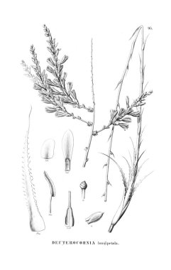 Bitki çizimi. Eski resim