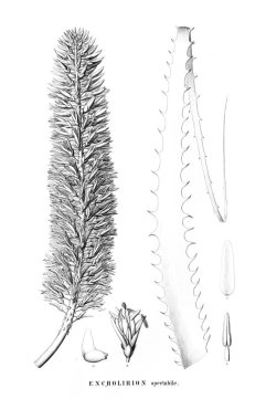 Bitki çizimi. Eski resim