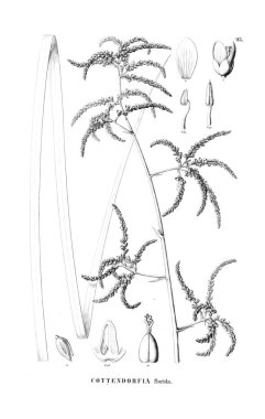 Bitki çizimi. Eski resim