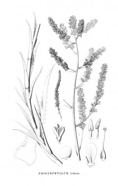 Bitki çizimi. Eski resim