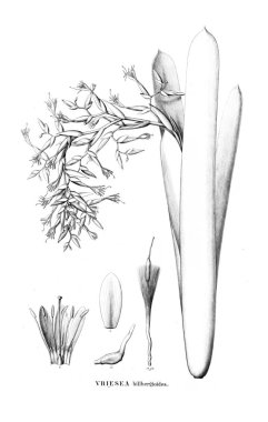 Bitki çizimi. Eski resim